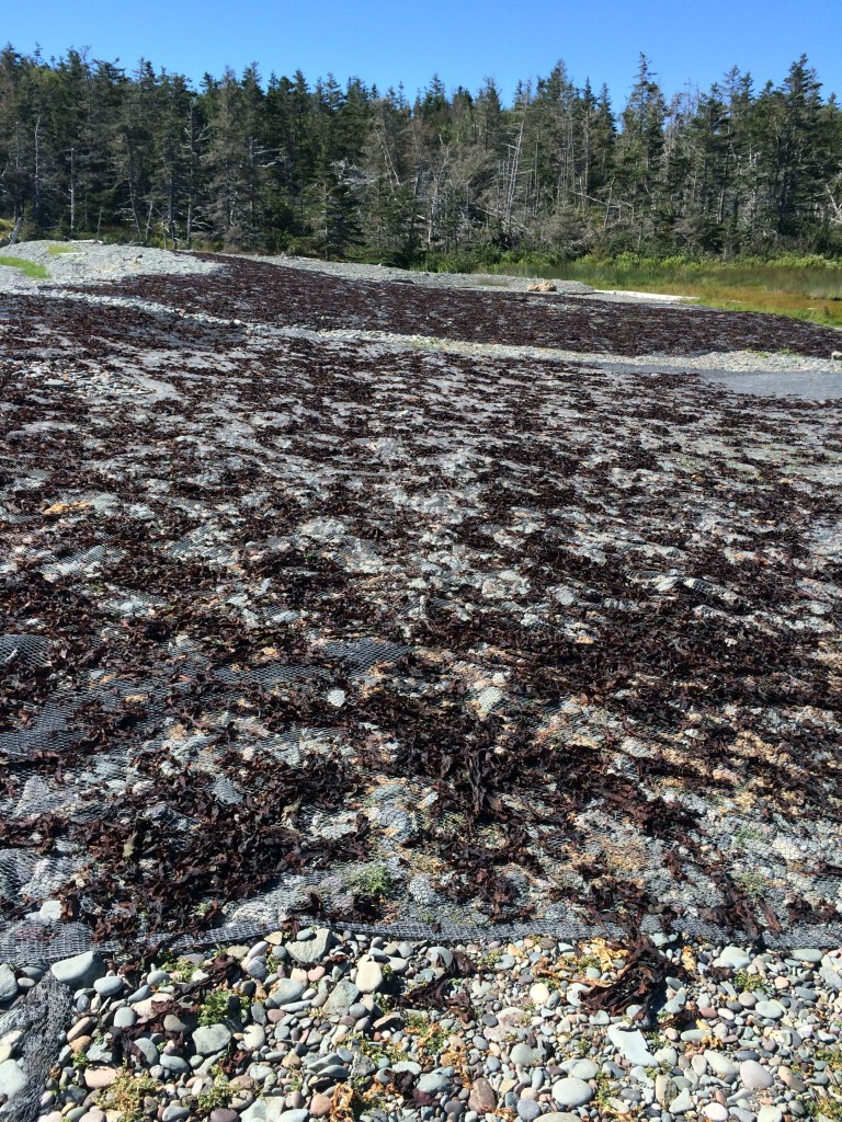 Seaweed drying in the sun.
